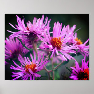 Poster Flores do Aster da Nova Inglaterra rosa
