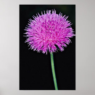 Póster Flores do cardo de Texas (texanum do Cirsium)