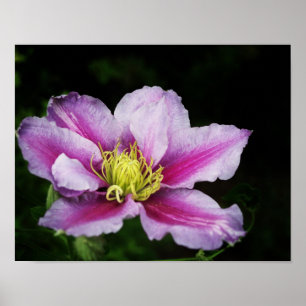 Poster Flores do Clematis