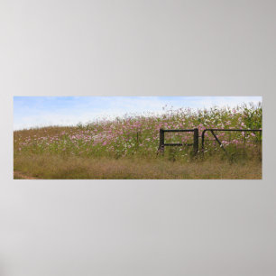 Poster Flores do cosmos ao longo da cerca