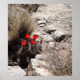 Poster Flores do Deserto, Parque Nacional de Joshua Tree