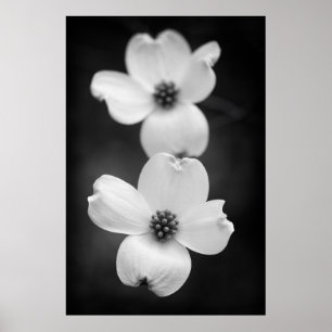 Poster Flores do Dogwood em preto e branco