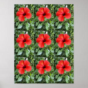 Poster Flores do hibiscus