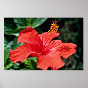 Poster Flores do hibiscus