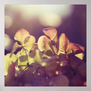 Poster Flores do Hydrangea no roxo Bokeh da luz solar