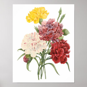 Póster Flores do Jardim de Vintage Carnuns Dianthus Rendo