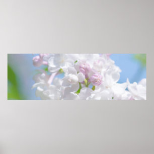 Poster Flores do Lilac
