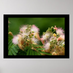 Póster Flores do Mimosa