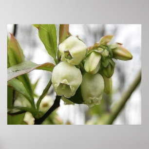 Póster Flores do mirtilo