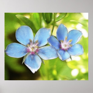 Póster Flores do Pimpernel azul (monelli do Anagallis)