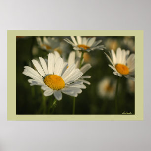 Póster Flores do primavera