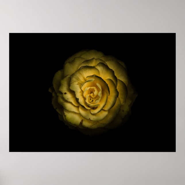 Poster Flores do Quintal Nº 85 Versão Colorida (Frente)