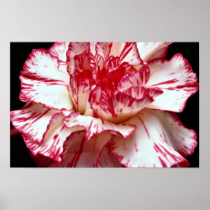 Póster flores Doce-listradas do cravo
