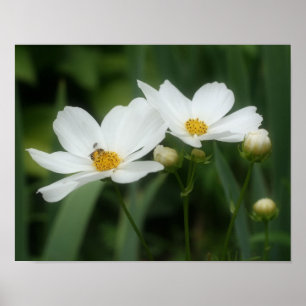 Poster Flores E Abelhas De Cosmos Brancos