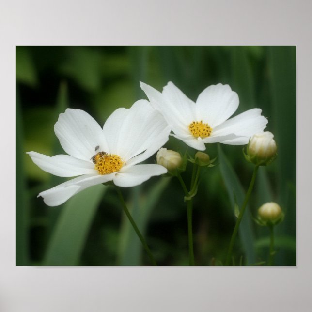 Poster Flores E Abelhas De Cosmos Brancos (Frente)