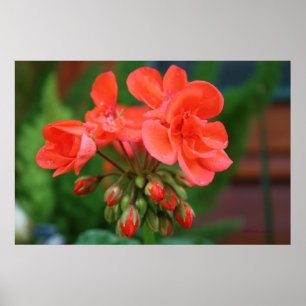 Poster Flores e botões