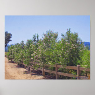 Poster Flores e Caminho do Deserto