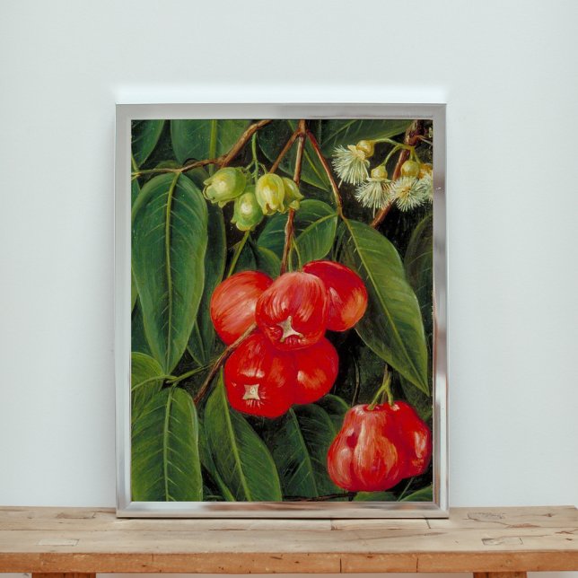 Poster Flores e Fruta do Jamboa Boll (Criador carregado)