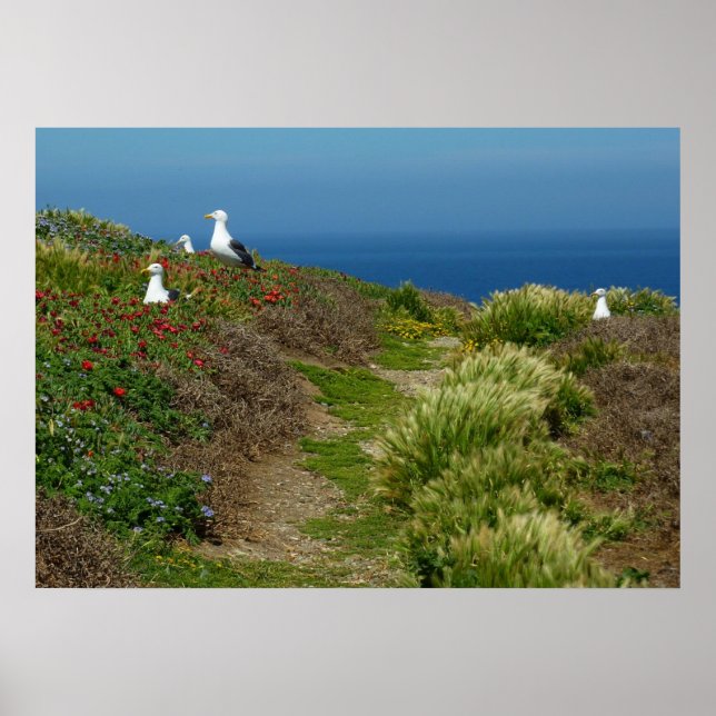 Póster Flores e gaivotas na Ilha Anacapa (Frente)