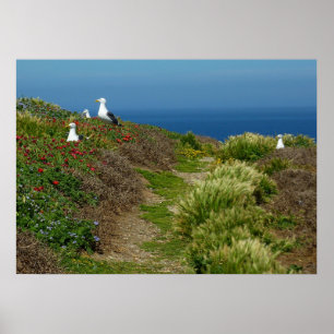 Póster Flores e gaivotas na ilha de Anacapa
