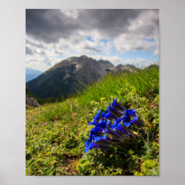 Poster flores e montanhas de genciana de Clusius