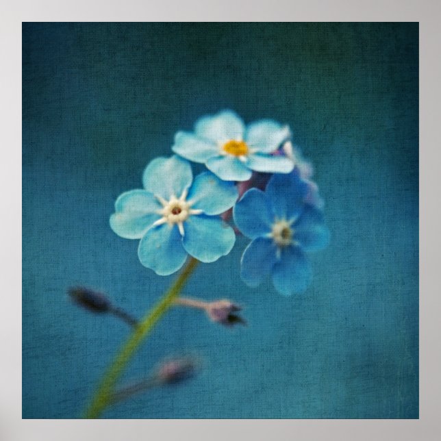 Poster Flores Elegantes Azuis Não-me-esqueças Macro (Frente)
