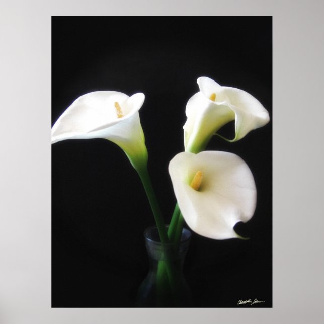 Póster Flores Elegantes Calla Lily 12 (Frente)