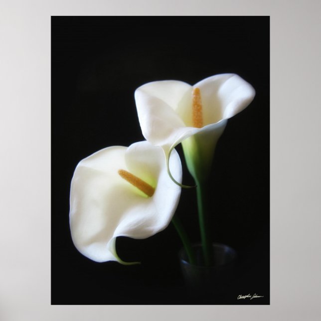 Póster Flores Elegantes Calla Lily 13 (Frente)