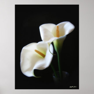 Póster Flores Elegantes Calla Lily 13