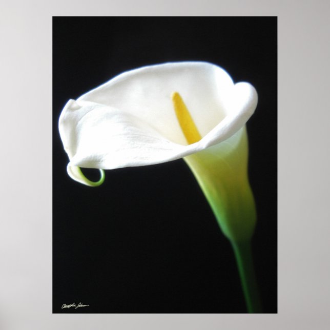 Póster Flores Elegantes Calla Lily 15 (Frente)