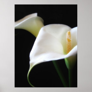 Poster Flores Elegantes Calla Lily 16
