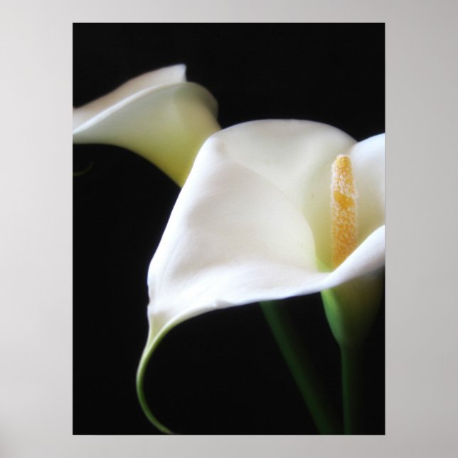 Poster Flores Elegantes Calla Lily 16 (Frente)
