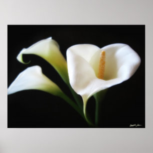 Poster Flores Elegantes Calla Lily 9