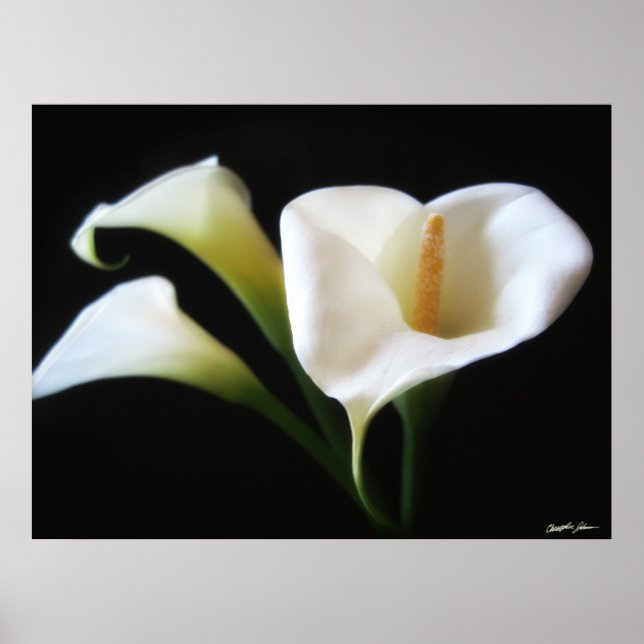 Poster Flores Elegantes Calla Lily 9 (Frente)