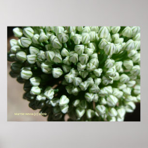 Póster Flores em botão da cebola