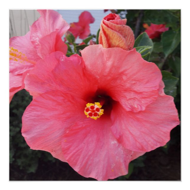 Póster Flores em Chania Creta,Grécia (Frente)