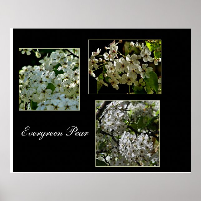 Poster Flores Evergreen Pear. (Frente)