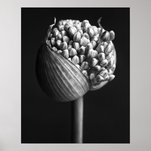 Poster Flores | Flor B&W Allium Bud (Frente)