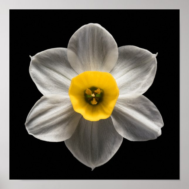 Poster Flores | Flor Branca De Daffodilo (Frente)