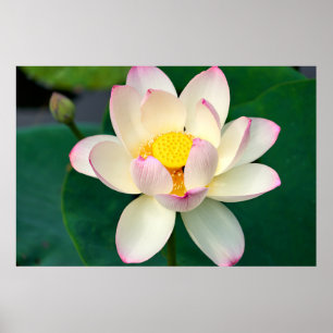 Poster Flores Flor de Água Lotus