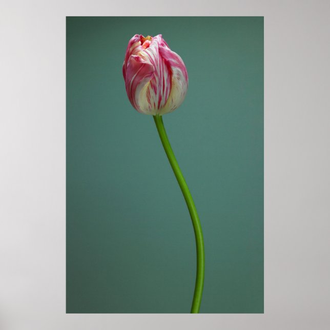 Poster Flores | Flor Solteiro (Frente)
