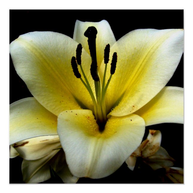 Póster Flores Florais Papel Poster x 20" (Semibrilho) (Frente)