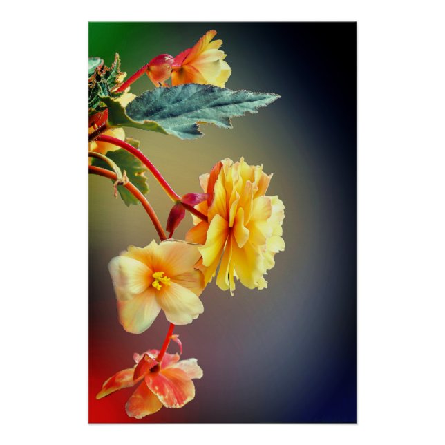 Póster Flores, Flores amarelas, Petais (Frente)