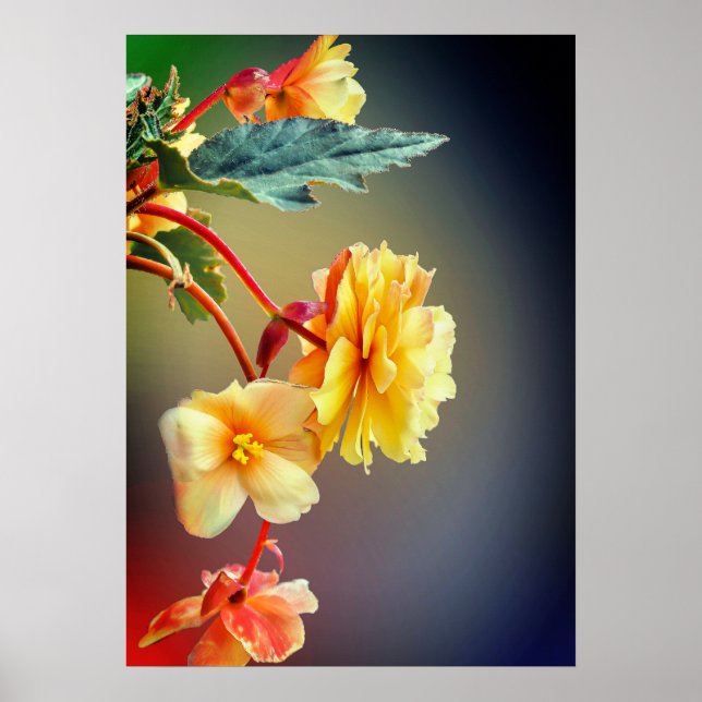 Poster Flores, Flores amarelas, Petais-63158 (Frente)