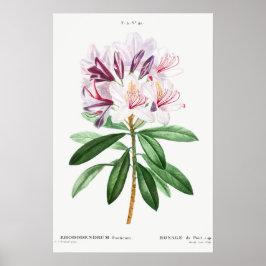 Poster Flores Folhas Arte Botânica Vintage