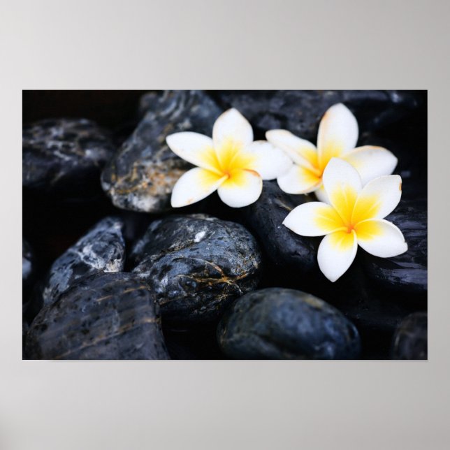 Poster Flores Frangipani (Frente)