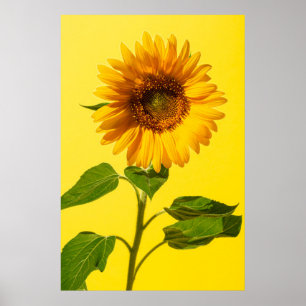 Poster Flores Girassol em amarelo