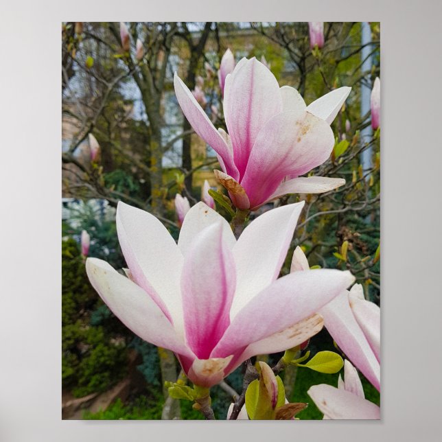 Poster Flores grandes e cor-de-rosa (Frente)