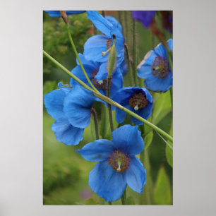 Poster Flores Himalaias da papoila azul