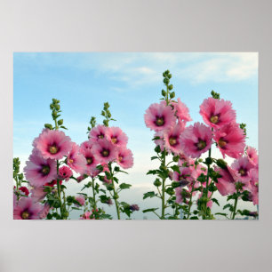 Poster Flores Hollyhock Rosa